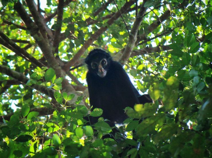 Spider monkey, locally called maquisapa. 'Maki' means 'hand' in Quechua, sapa is the suffix for magnitude. Of the nearly dozen sympatric species in this region, Maquisapas are preferred by hunters because they are larger-bodied primates and thus provide a voluminous amount of meat. Recent conversations with conservation workers over meals has spurred me to develop interview questions to systematically ask questions about whether they continue to eat meat of wild animals after pursuing work in biodiversity conservation. 