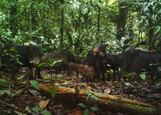 A group of white-lipped peccaries (Tayassu pecari). Peccaries are commonly hunted across Peru