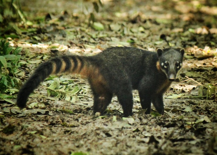 Coati (Nassua nasua), locally called 'achuni' -described by a few conservation workers as having extremely rich meat